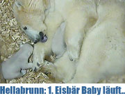 Läuft bestens: Hellabrunner Eisbären-Baby wagte am 07.02.2014 die ersten Schritte (©Screenshot: Tierpark Hellabrunn)